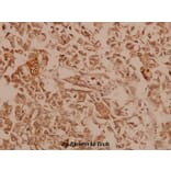 Anti-Dynamin-1 (V768) Antibody from Bioworld Technology (BS1396) - Antibodies.com