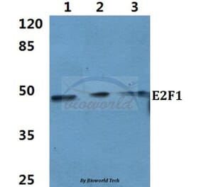 Anti-E2F-1 (D426) Antibody from Bioworld Technology (BS1397) - Antibodies.com