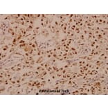 Anti-E2F-1 (D426) Antibody from Bioworld Technology (BS1397) - Antibodies.com
