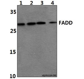 Anti-FADD (N188) Antibody from Bioworld Technology (BS1399) - Antibodies.com