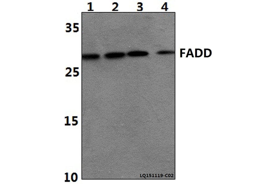 Anti-FADD (N188) Antibody from Bioworld Technology (BS1399) - Antibodies.com