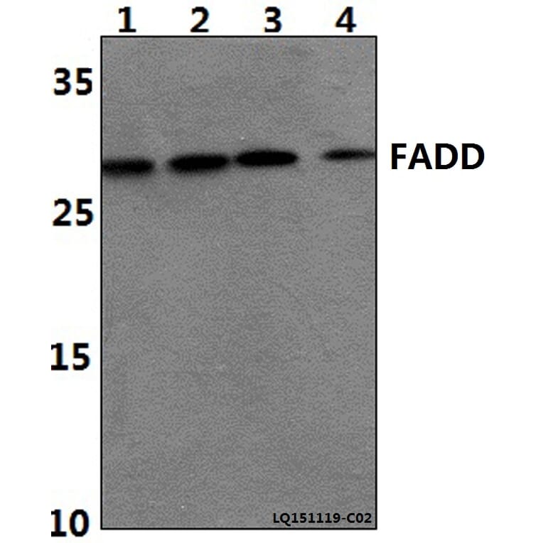 Anti-FADD (N188) Antibody from Bioworld Technology (BS1399) - Antibodies.com