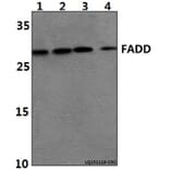 Anti-FADD (N188) Antibody from Bioworld Technology (BS1399) - Antibodies.com