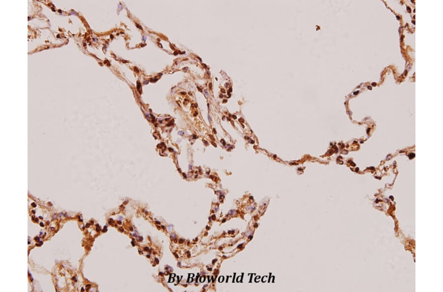 Anti-FADD (N188) Antibody from Bioworld Technology (BS1399) - Antibodies.com