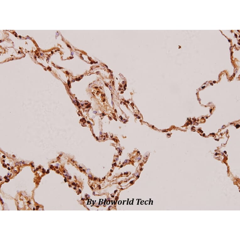 Anti-FADD (N188) Antibody from Bioworld Technology (BS1399) - Antibodies.com