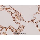 Anti-FADD (N188) Antibody from Bioworld Technology (BS1399) - Antibodies.com