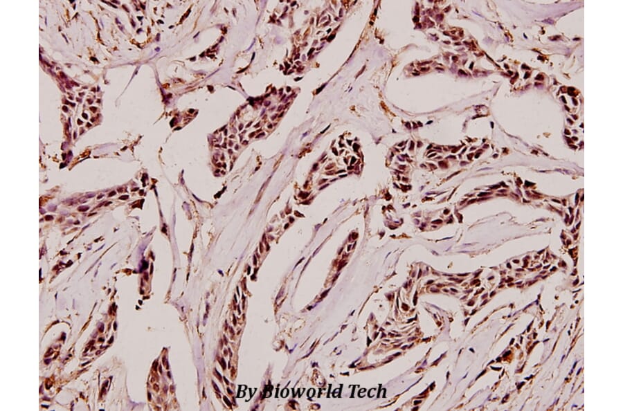 Anti-GAD-65/67 (D572) Antibody from Bioworld Technology (BS1400) - Antibodies.com
