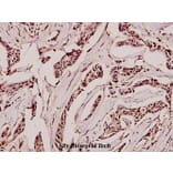 Anti-GAD-65/67 (D572) Antibody from Bioworld Technology (BS1400) - Antibodies.com
