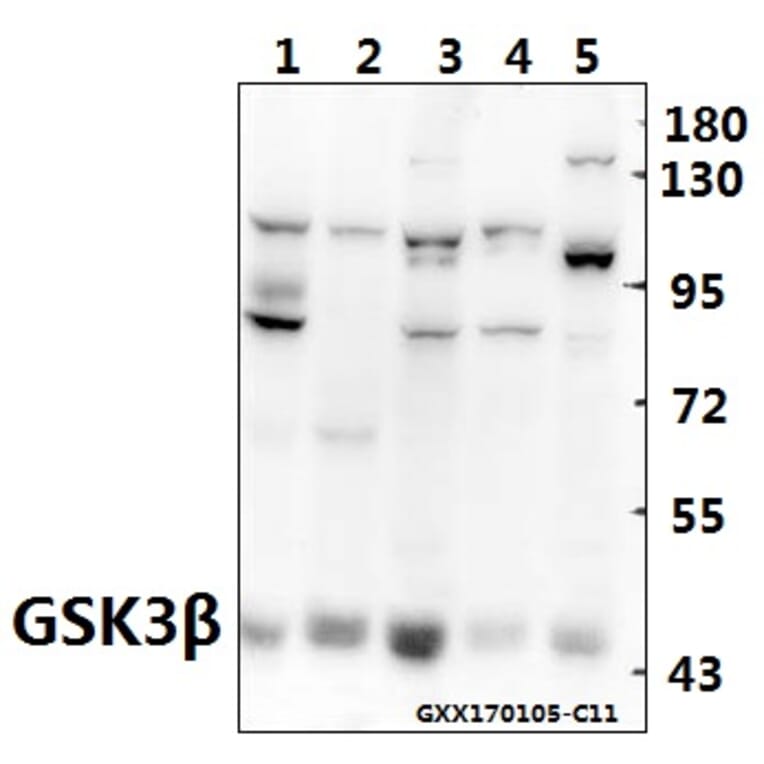 Anti-GSK3β (S2) Antibody from Bioworld Technology (BS1402) - Antibodies.com