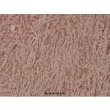 Anti-GSK3β (S2) Antibody from Bioworld Technology (BS1402) - Antibodies.com
