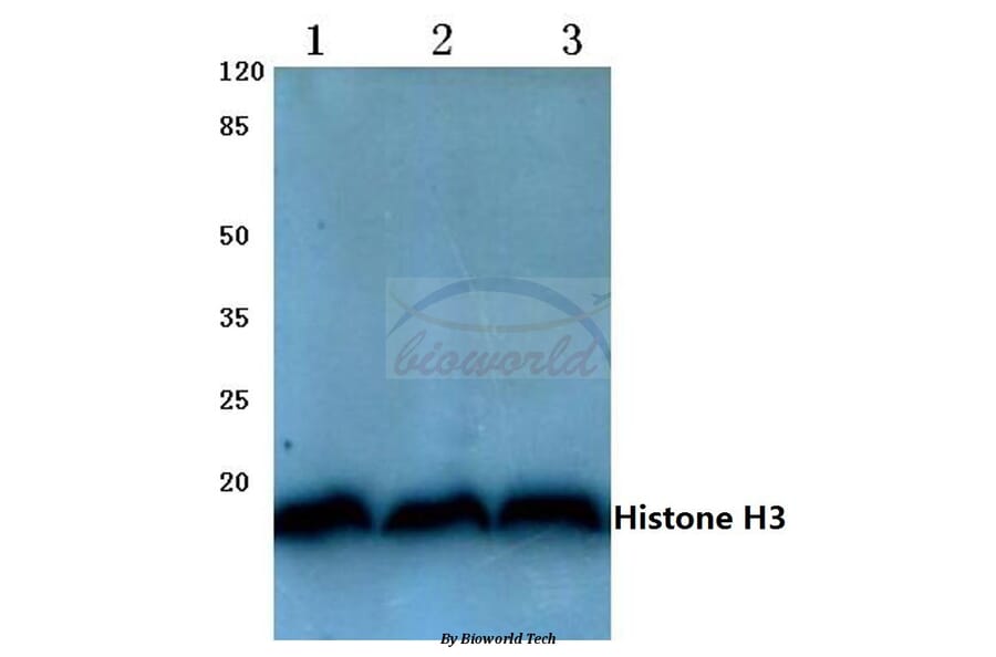 Anti-Histone H3 (T22) Antibody from Bioworld Technology (BS1405) - Antibodies.com