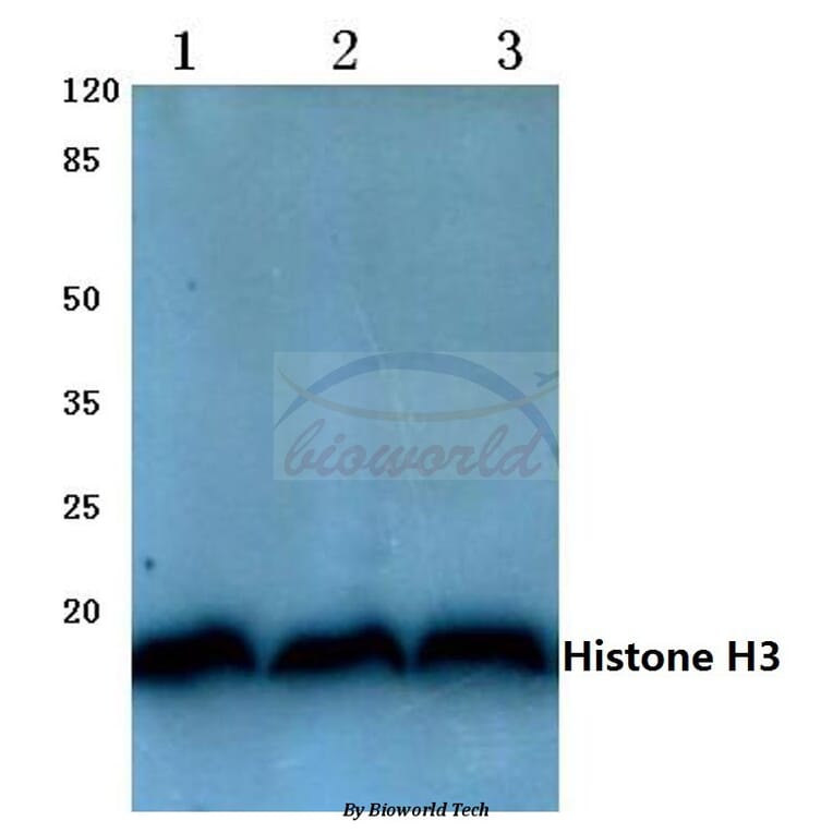 Anti-Histone H3 (T22) Antibody from Bioworld Technology (BS1405) - Antibodies.com