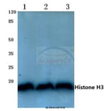 Anti-Histone H3 (T22) Antibody from Bioworld Technology (BS1405) - Antibodies.com