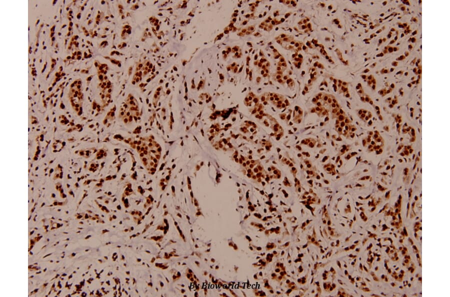 Anti-Histone H3 (T22) Antibody from Bioworld Technology (BS1405) - Antibodies.com