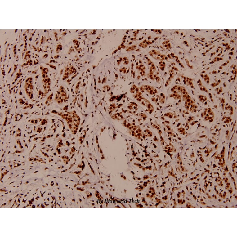 Anti-Histone H3 (T22) Antibody from Bioworld Technology (BS1405) - Antibodies.com