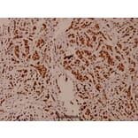 Anti-Histone H3 (T22) Antibody from Bioworld Technology (BS1405) - Antibodies.com