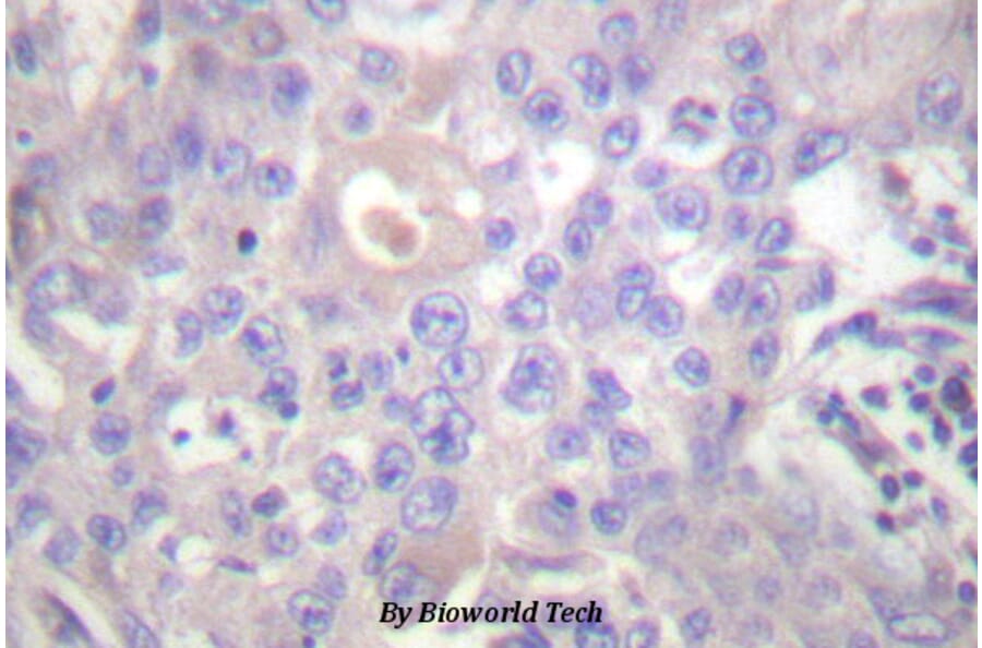 Anti-ND3 Antibody from Bioworld Technology (BS1406) - Antibodies.com