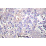 Anti-ND3 Antibody from Bioworld Technology (BS1406) - Antibodies.com