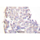Anti-IKKβ (F182) Antibody from Bioworld Technology (BS1407) - Antibodies.com