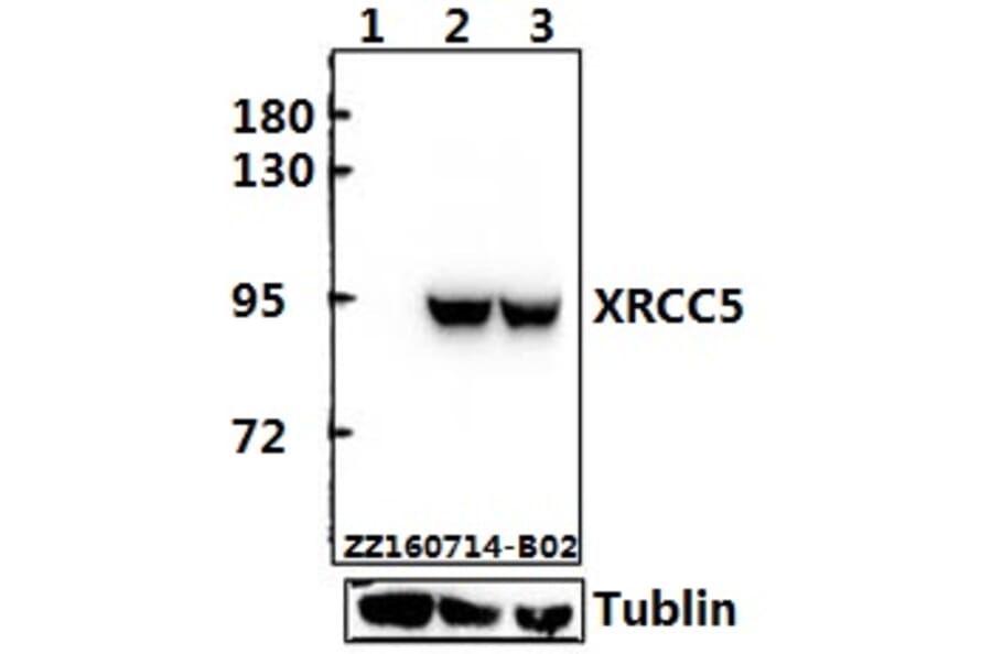 Anti-XRCC5 (D708) Antibody from Bioworld Technology (BS1409) - Antibodies.com