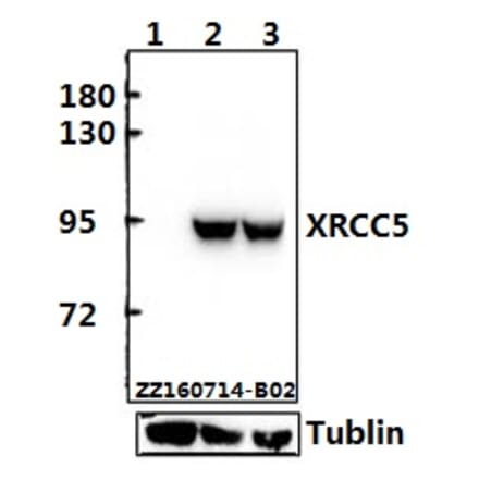 Anti-XRCC5 (D708) Antibody from Bioworld Technology (BS1409) - Antibodies.com