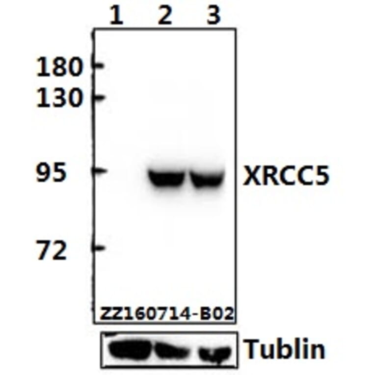 Anti-XRCC5 (D708) Antibody from Bioworld Technology (BS1409) - Antibodies.com