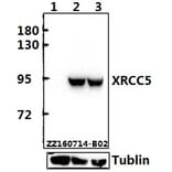 Anti-XRCC5 (D708) Antibody from Bioworld Technology (BS1409) - Antibodies.com