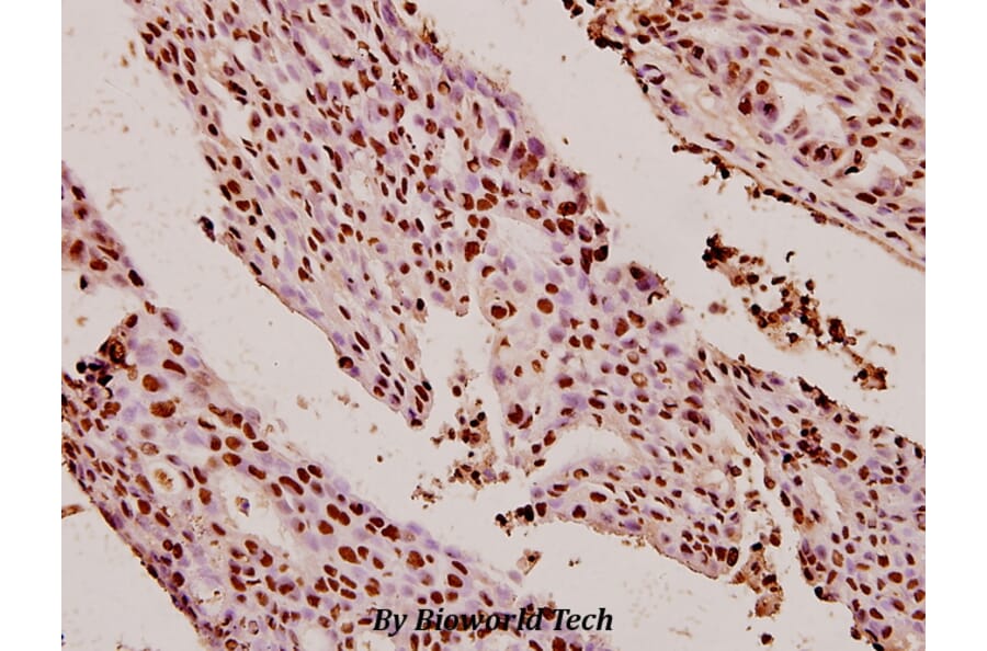 Anti-XRCC5 (D708) Antibody from Bioworld Technology (BS1409) - Antibodies.com