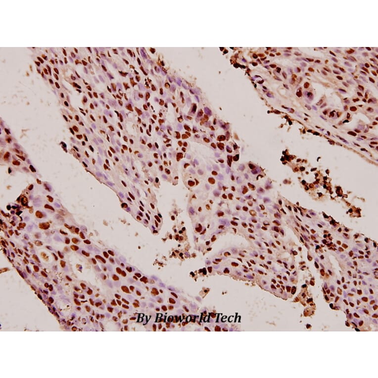 Anti-XRCC5 (D708) Antibody from Bioworld Technology (BS1409) - Antibodies.com