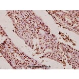 Anti-XRCC5 (D708) Antibody from Bioworld Technology (BS1409) - Antibodies.com