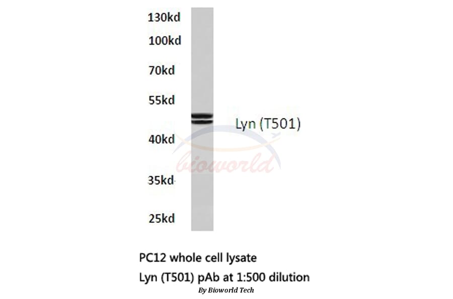 Anti-Lyn (T501) Antibody from Bioworld Technology (BS1410) - Antibodies.com