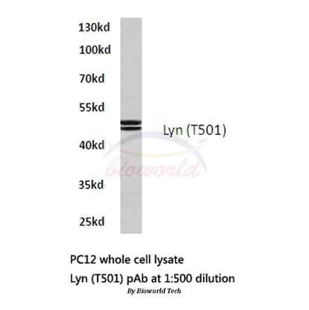 Anti-Lyn (T501) Antibody from Bioworld Technology (BS1410) - Antibodies.com