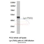 Anti-Lyn (T501) Antibody from Bioworld Technology (BS1410) - Antibodies.com