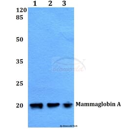 Anti-Mammaglobin A (F66) Antibody from Bioworld Technology (BS1411) - Antibodies.com
