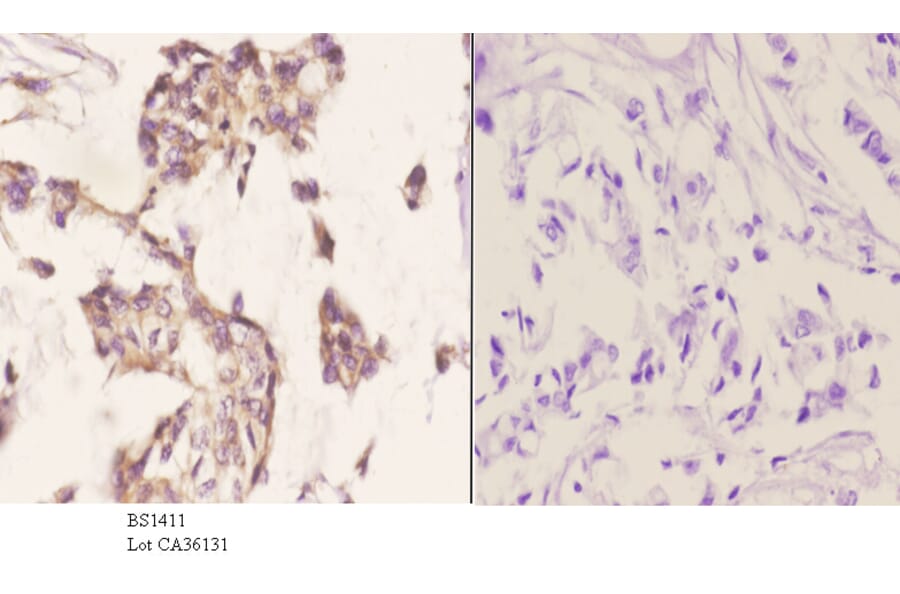 Anti-Mammaglobin A (F66) Antibody from Bioworld Technology (BS1411) - Antibodies.com