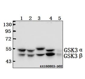 Anti-GSK3α/β (G273) Antibody from Bioworld Technology (BS1412) - Antibodies.com