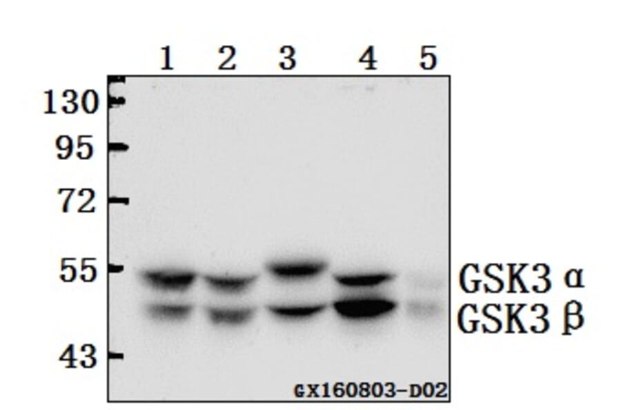 Anti-GSK3α/β (G273) Antibody from Bioworld Technology (BS1412) - Antibodies.com