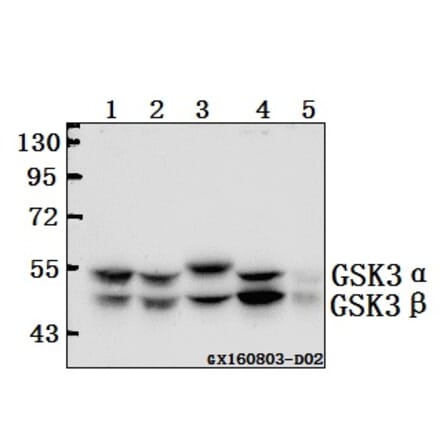 Anti-GSK3α/β (G273) Antibody from Bioworld Technology (BS1412) - Antibodies.com