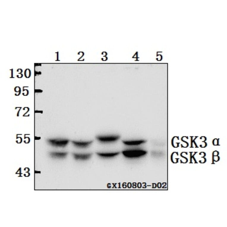 Anti-GSK3α/β (G273) Antibody from Bioworld Technology (BS1412) - Antibodies.com