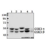Anti-GSK3α/β (G273) Antibody from Bioworld Technology (BS1412) - Antibodies.com