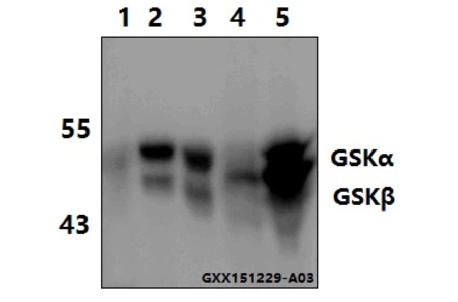 Anti-GSK3α/β (G273) Antibody from Bioworld Technology (BS1412) - Antibodies.com