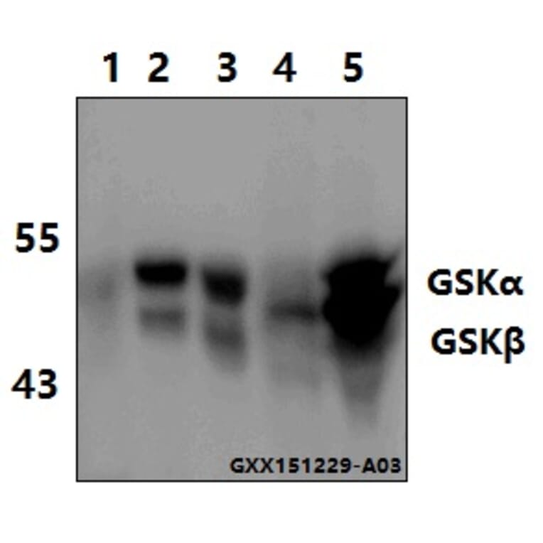 Anti-GSK3α/β (G273) Antibody from Bioworld Technology (BS1412) - Antibodies.com