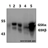Anti-GSK3α/β (G273) Antibody from Bioworld Technology (BS1412) - Antibodies.com