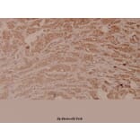 Anti-GSK3α/β (G273) Antibody from Bioworld Technology (BS1412) - Antibodies.com