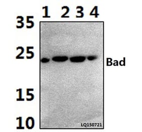 Anti-Bad (I106) Antibody from Bioworld Technology (BS1413) - Antibodies.com