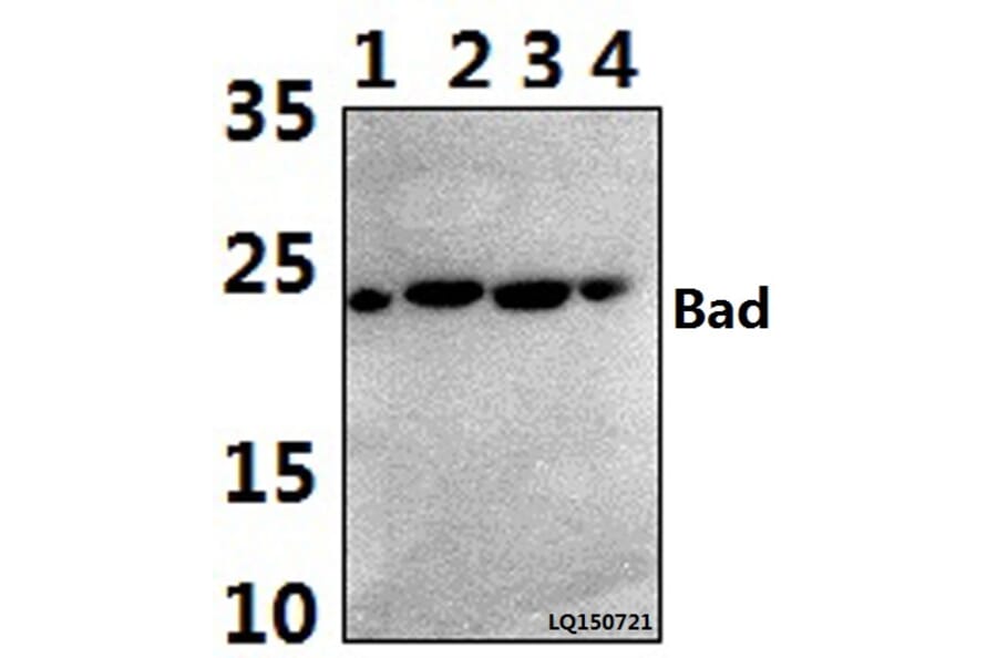 Anti-Bad (I106) Antibody from Bioworld Technology (BS1413) - Antibodies.com