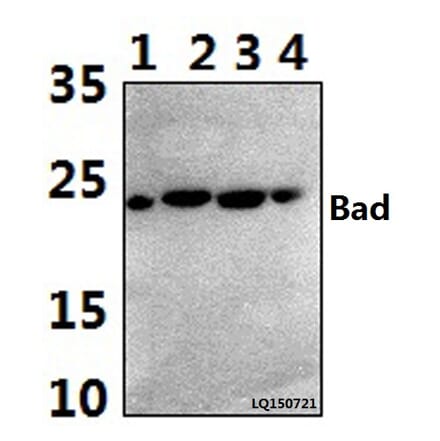 Anti-Bad (I106) Antibody from Bioworld Technology (BS1413) - Antibodies.com