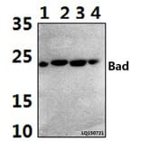 Anti-Bad (I106) Antibody from Bioworld Technology (BS1413) - Antibodies.com