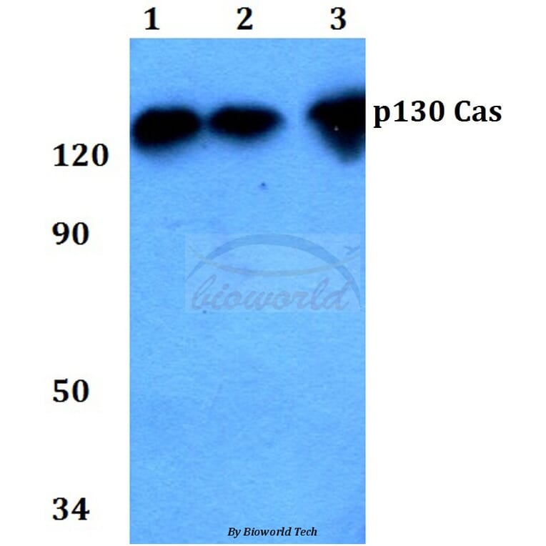 Anti-p130 Cas (V404) Antibody from Bioworld Technology (BS1416) - Antibodies.com