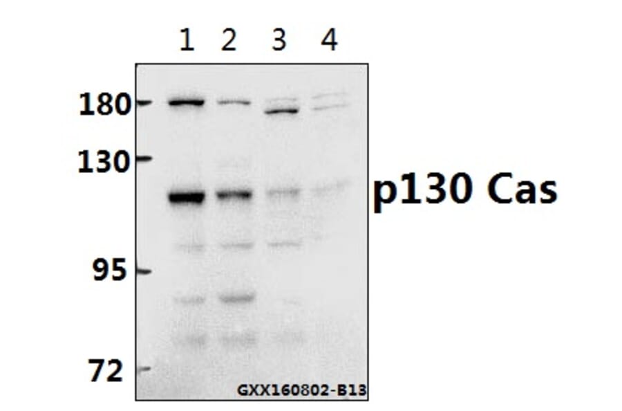Anti-p130 Cas (V404) Antibody from Bioworld Technology (BS1416) - Antibodies.com